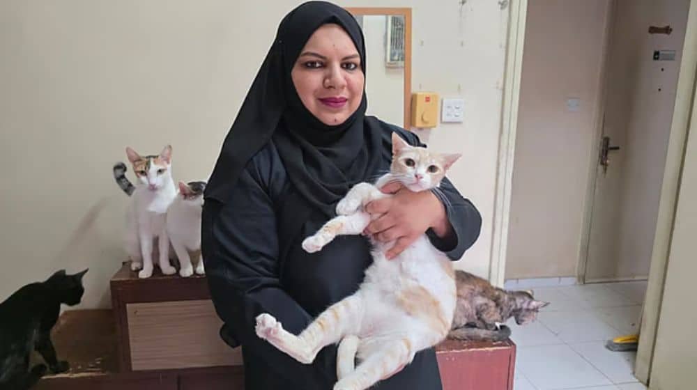 Pakistani Expat in Dubai Faces Eviction for Caring for Dozens of Stray Cats