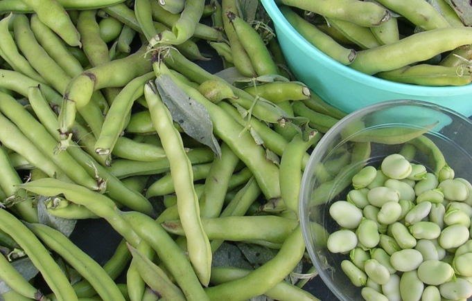 Broad Beans Found to Strengthen Human Immune System: Study