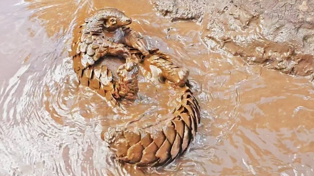 Man Arrested for Throwing Pangolin into Floodwaters Near Narowal