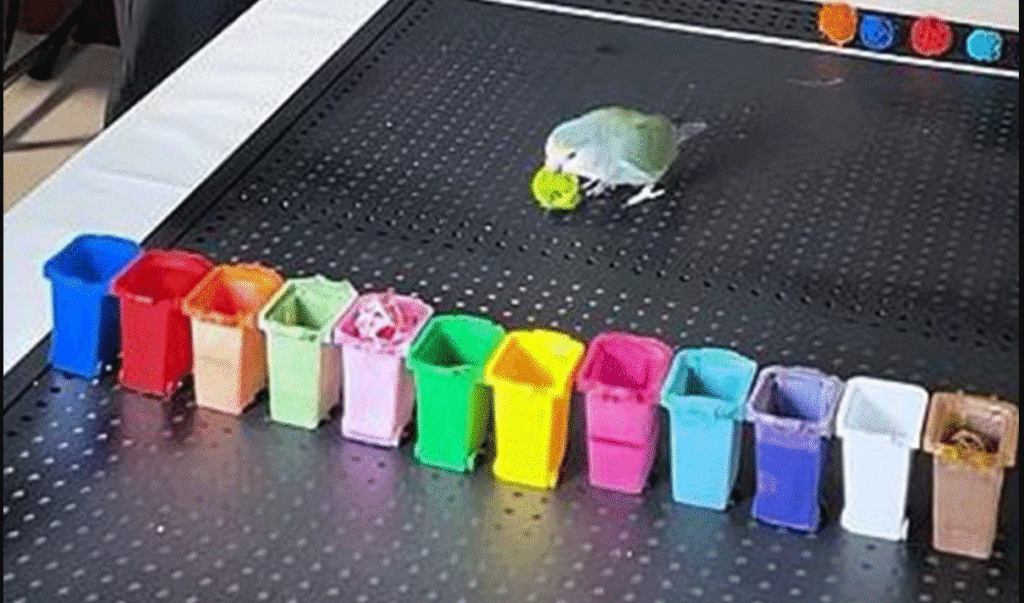 Parrot Sets Guinness World Record for Fastest Colour Recognition in China parrot breaks world record for colour recognition