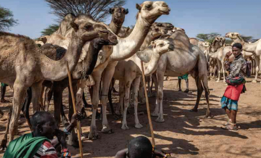 ‘Cows Are Gone, Camels Endure’: How Kenya’s Drought Is Transforming a Centuries-Old Way of Life Kenya drought camels