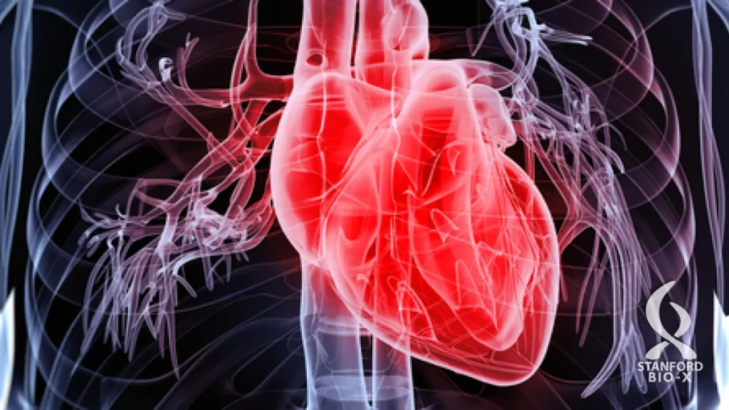 Breakthrough Protein Discovery Could Allow Damaged Hearts to Heal Themselves