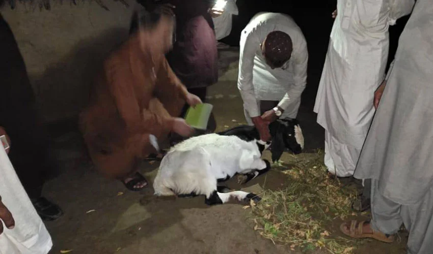 Indian Forces Allegedly Kill 8 Goats Near Tharparkar Border, Injure Dozens More