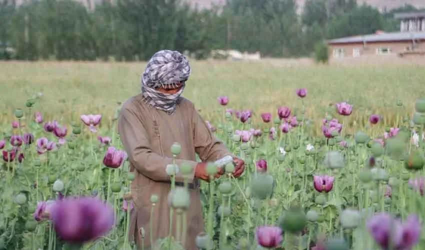 Balochistan Adds 75 Duki Landowners to Fourth Schedule Over Poppy Cultivation Balochistan places 75 Duki landowners on Fourth Schedule, enforcing surveillance and restrictions to curb poppy cultivation and illegal financing