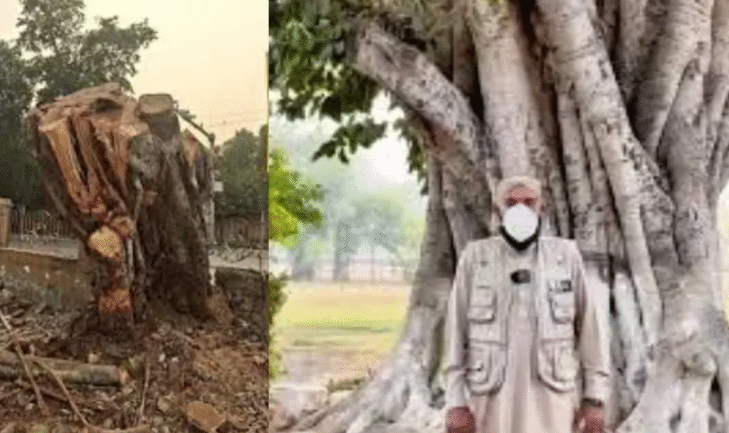 Lahore Loses 150-Year-Old Banyan Tree Amid Escalating Smog Crisis Lahore banyan tree cut down
