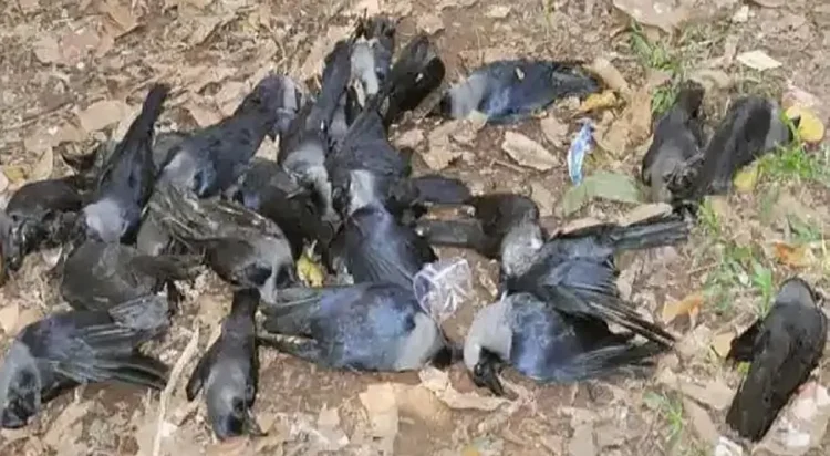 Dozens of Birds Die Mysteriously in Karachi: Probe Starts Dozens of crows and eagles found dead in Karachi park spark investigation into poisoning, bird flu, or climate causes.