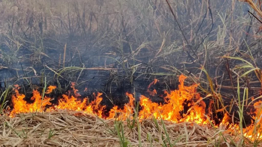 Heartbroken Farmer Burns His Sugarcane Crop in Fiery Protest Over Unfair Prices