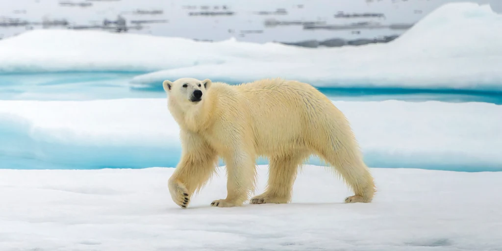 Scientists Find Polar Bears Mutating DNA to Adapt to Warmer Climates