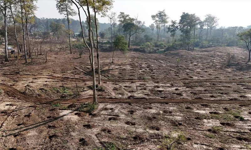 WWF-Pakistan Says Islamabad Tree Removal Also Linked to Infrastructure Development