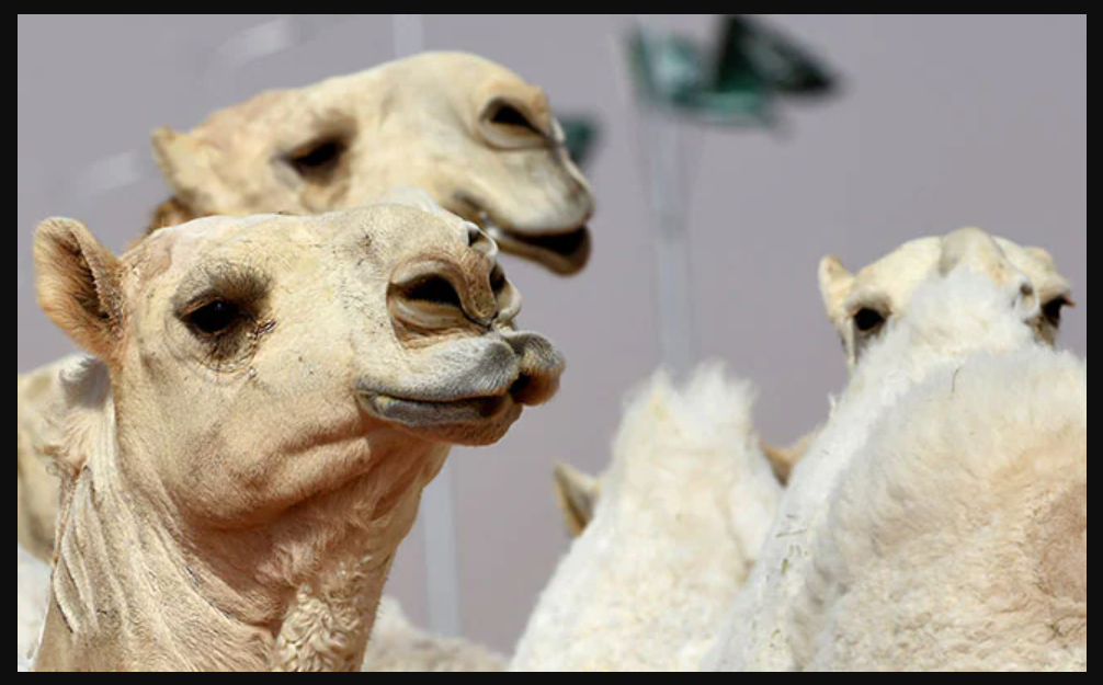 Botox Controversy Erupts at Camel Beauty Pageant in Muscat Camel beauty pageant Botox scandal