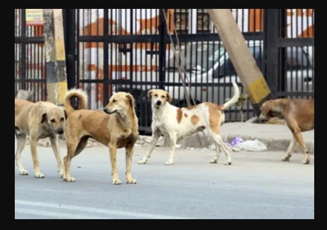 Sindh Moves to Upgrade 300 Rabies Centers as Rising Dog-Bite Cases Trigger Health Alarm Sindh rabies treatment centers