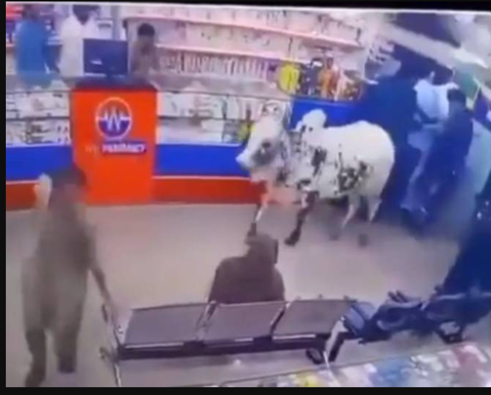 Chaos in Gujranwala: Bull Storms Into Medical Store, Sparks Panic bull medical store