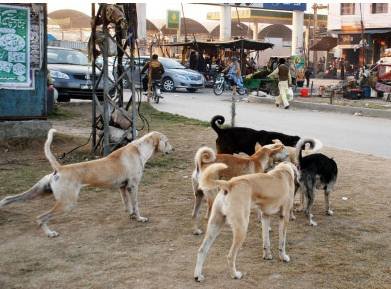 Stray Dog Attack in Karachi Kills Sacrificial Animals, Raises Safety Concerns