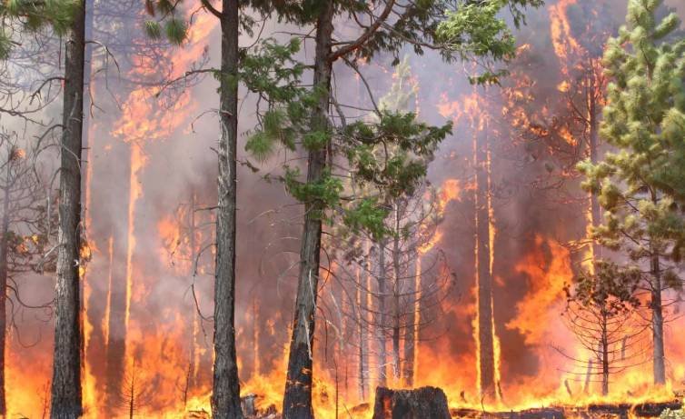 Forest Fire in Lodhran Destroys Trees Worth Millions Forest Fire in Lodhran Destroys Trees Worth Millions