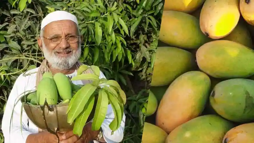 India’s ‘Mango Man’ Grows 350 Mango Varieties on One Extraordinary Tree