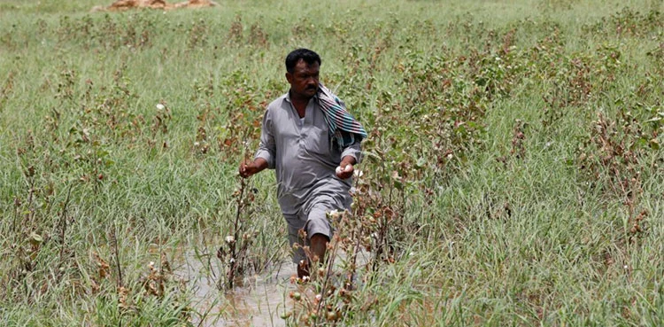 Punjab issues over 832,000 Kissan Cards to farmers