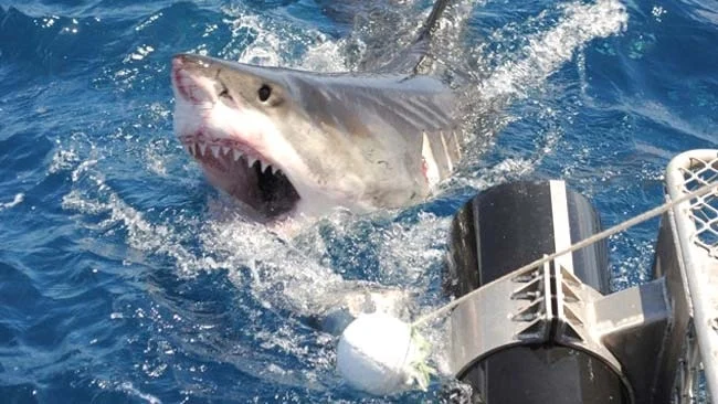 Shark Attack Deaths Rise in Western Australia as Spearfisher Becomes Third Victim in Four Weeks