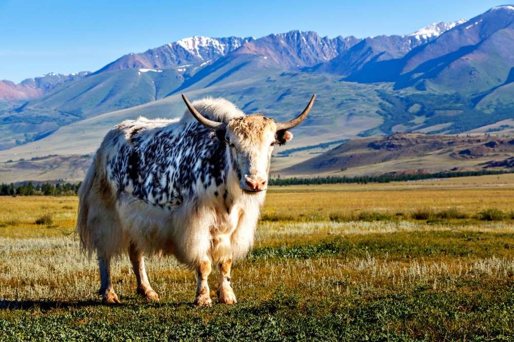 KP Approves Pakistan’s First Yak Research Centre to Protect Endangered Mountain Livestock