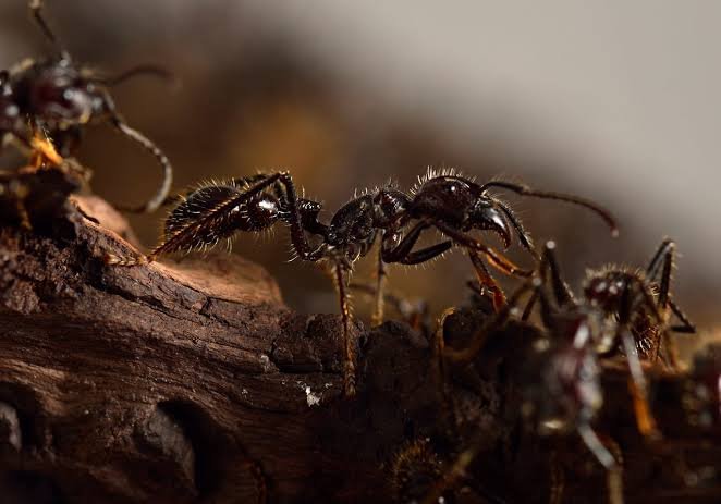 Ants Build Living Bridge to Cross Water, Viral Video Amazes Social Media ants unique bridge stuns social media users, video goes viral