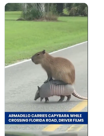 Viral Video Shows Capybara “Riding” Armadillo, Fascinating Social Media Users a rare video of capybara crossing a Florida road while riding on another animal