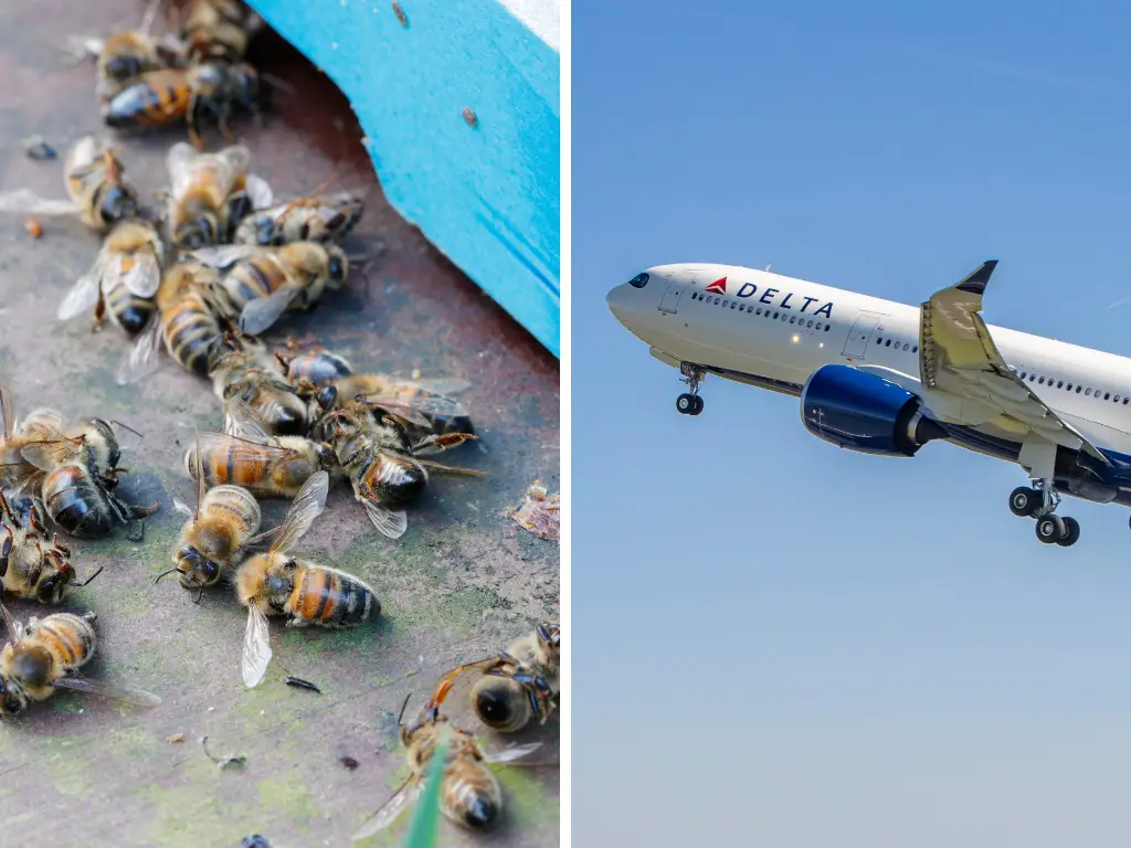 Delta Flight Delayed in Cancun After Swarm of Bees Settles on Aircraft Wing (watch video)