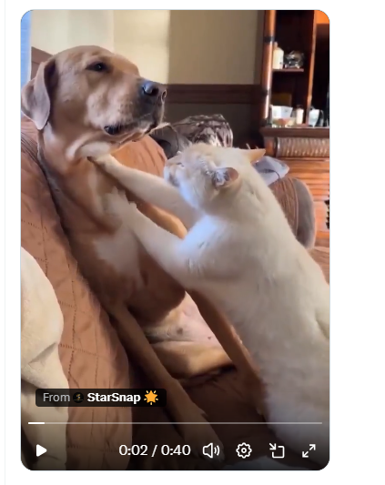 Heartwarming Dog and Cat Friendship Wins Hearts on Social Media dog and cat's affection wins hearts on social media