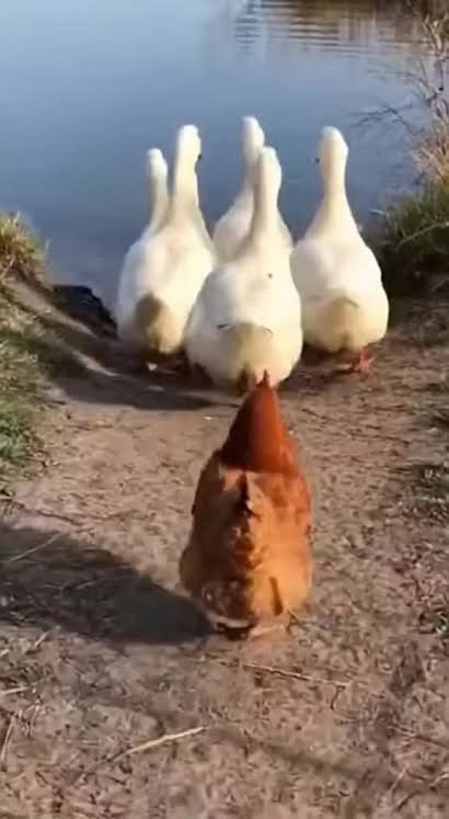 Hen’s Attempt to Swim With Ducks Ends in Viral Social Media Moment Hen’s Attempt to Swim With Ducks Ends in Viral Social Media Moment