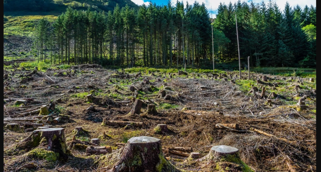 Pakistan Is Losing 11,000 Hectares of Forest Every Year — Why the Cost Is Bigger Than It Appears Pakistan forest loss