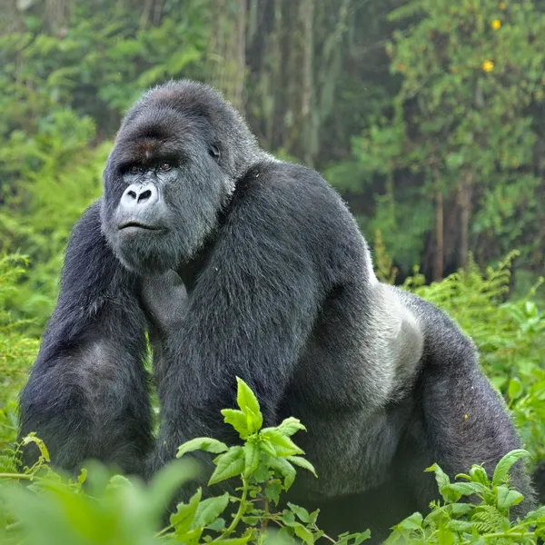 Gorilla’s Emotional Moment After Dispute Captivates Social Media Users: Watch the video Gorilla’s Emotional Moment After Dispute Captivates Social Media Users