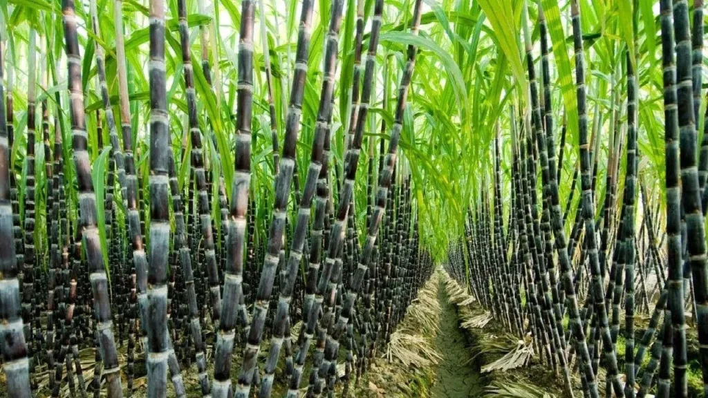 Economist Calls for Rethinking Sugar Policy and Pakistan’s Development Model (watch video)