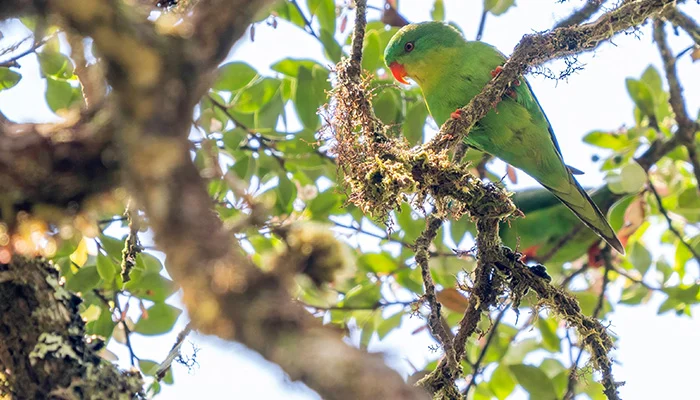 Rare Blue-Fronted Lorikeet Reappears in Indonesia After Century-Long Mystery