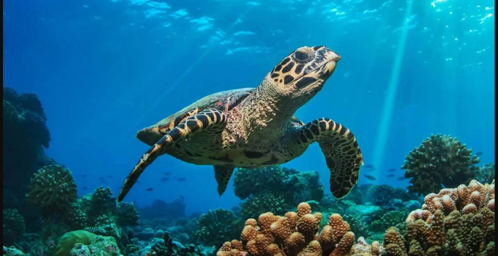China Warns of ‘Spy Turtles’ Collecting Sensitive Coastal Data China spy turtles