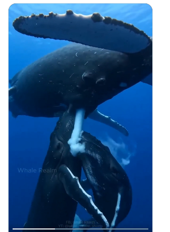Rare Underwater Footage Shows Whale Nursing Calf, Video Goes Viral Rare Underwater Footage Shows Whale Nursing Calf, Video Goes Viral