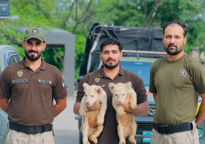 Punjab Wildlife Department Rescues White Lion Cubs In Lahore Punjab Wildlife Department Rescues White Lion Cubs In Lahore