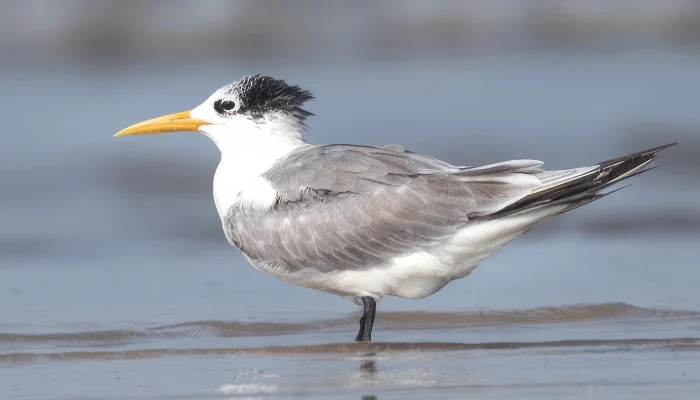Australia Confirms First H5N1 Bird Flu Case in Native Seabird
