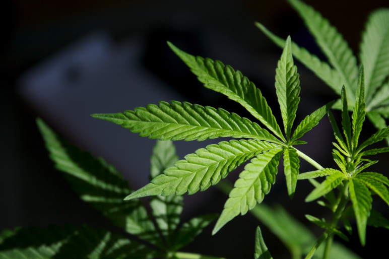 This Drug Harms The Brain More Than Alcohol This Drug Harms The Brain More Than Alcohol