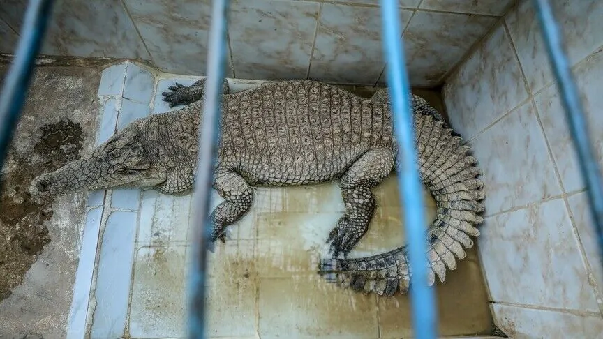 Crocodiles Around Israeli Prisons? New Rule Opens Door to Controversial Escape Deterrent