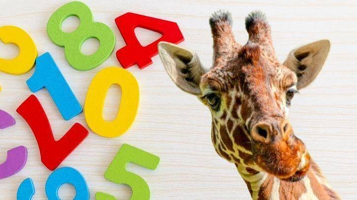 Are Giraffes Smarter Than We Think? Study Finds Basic Addition Skills
