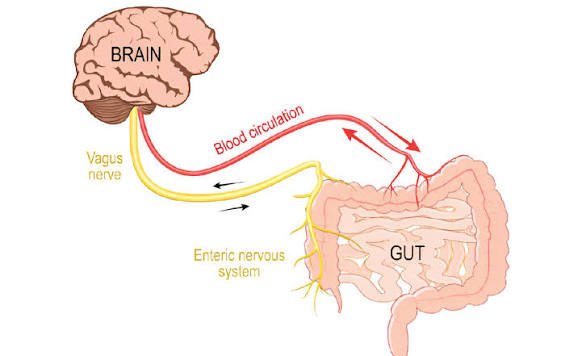 Is Your Gut Controlling Your Brain? Scientists Explain the Powerful Gut-Brain Connection