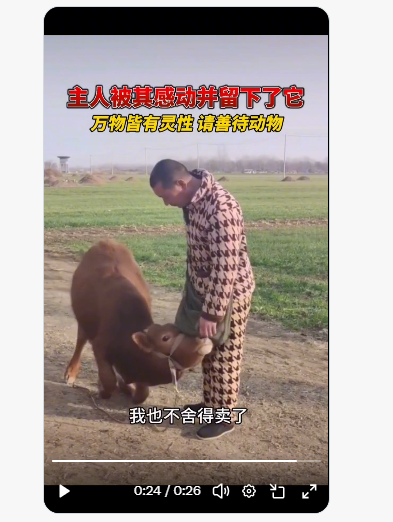 Heartwarming Calf Returns to Owner After Being Sold, Viral Video Touches Millions calf love changes owner's decision to sell him