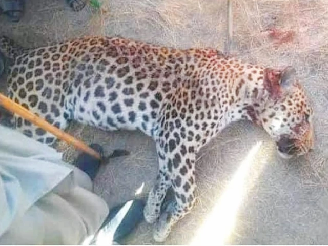 Protected Leopard Shot Dead in Bajaur, Wildlife Authorities Launch Investigation