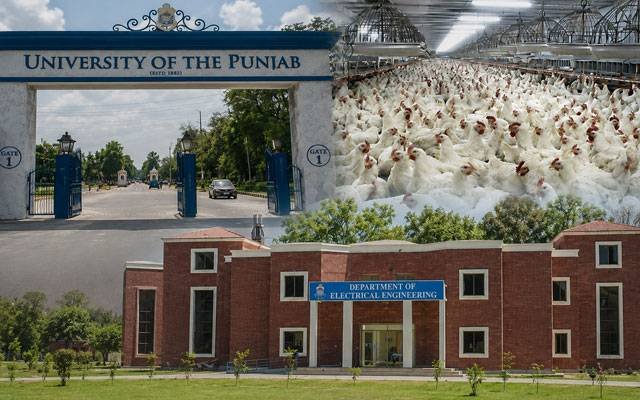 Chickens Found Inside Punjab University Engineering Department Building, Report Raises Questions Over Public Funds