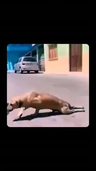 ‘Limping’ dog leaves diners stunned with dramatic recovery after getting food (watch video)