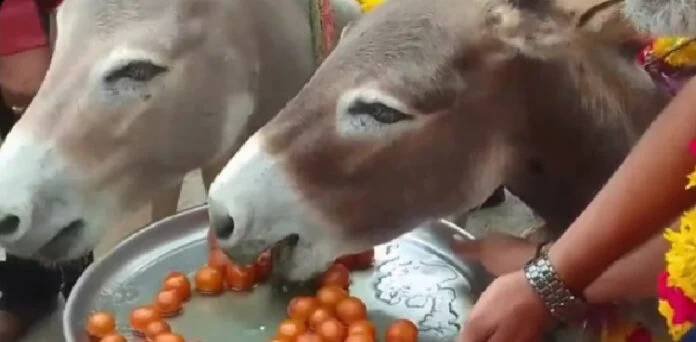 Can Feeding Gulab Jamun to Donkeys Bring Rain? Why Indians Believe in This Unusual Ritual