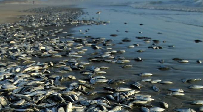 Large number of dead fish found in Rawal Dam as authorities urged to investigate