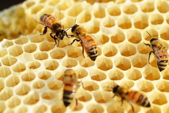 France Revives Bee-Harming Pesticides Despite Fierce Environmental Backlash