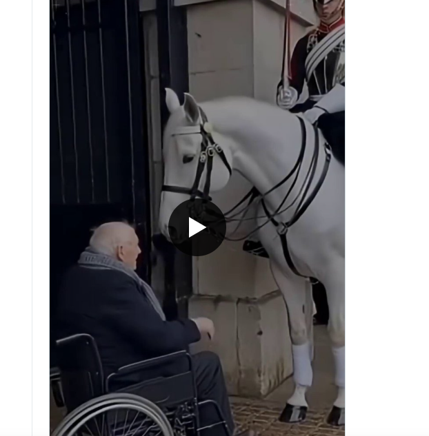 Watch How Horses Recognize Kindness—Their Remarkable Intelligence May Surprise You Horse intelligence