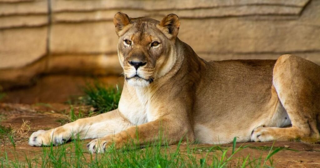 Lioness Dies Suddenly at Bahawalpur Zoo, Heatstroke Suspected