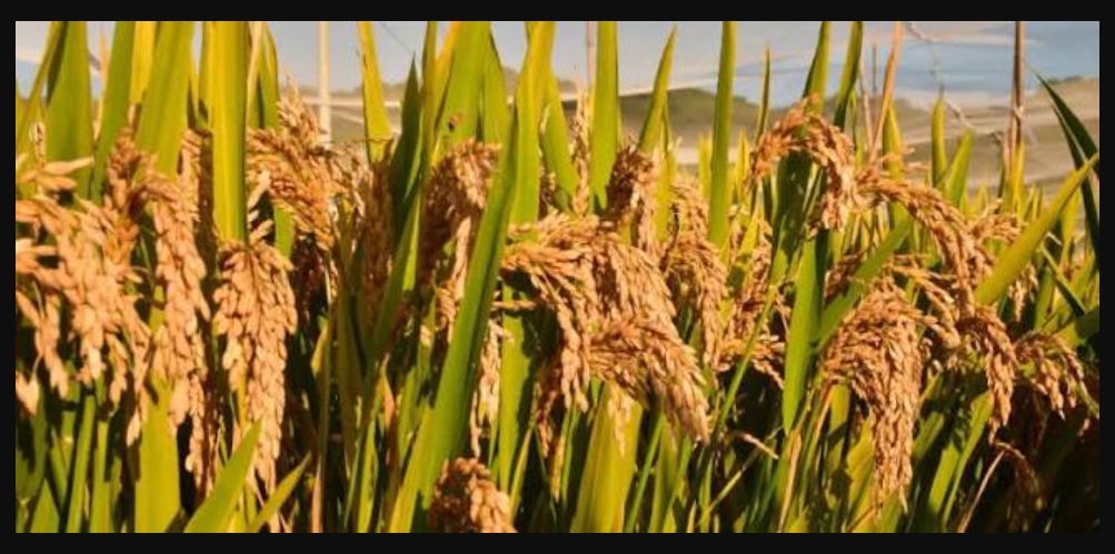 How China’s Rice Cloning Breakthrough Could Transform Global Agriculture and Food Security China rice cloning
