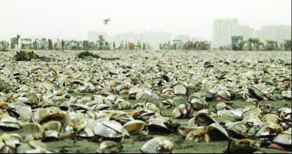 Why Are Thousands of Seashells Covering Karachi’s Clifton Beach? Experts Reveal the Reason Karachi Clifton Beach seashells